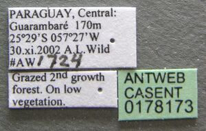 Wasmannia auropunctata casent0178173 label 1.jpg