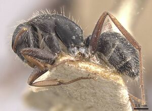 Camponotus naegelii casent0910644 p 1 high.jpg