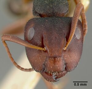 Camponotus planus castype00456-03 head 1.jpg