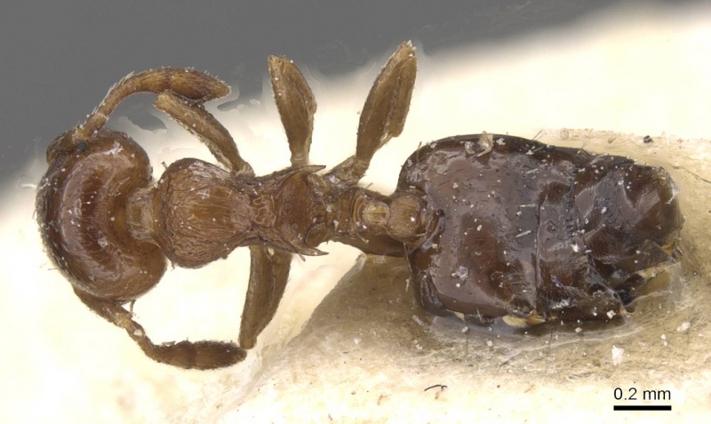 File:Crematogaster cristata casent0912763 d 1 high.jpg