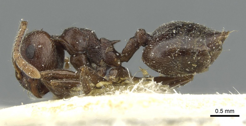 File:Crematogaster rustica casent0912815 p 1 high.jpg