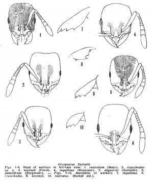 Kempf 1974 oxyepoecus fig. 1-10.jpg