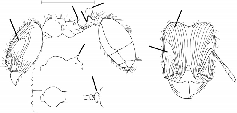 File:Pheidole neolongiceps Wilson 2003.jpg