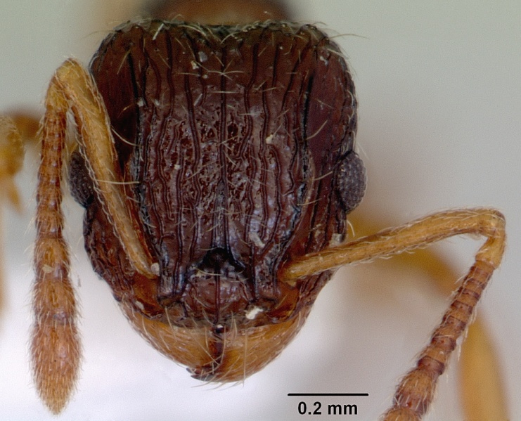 File:Tetramorium grassii casent0172365 head 1.jpg