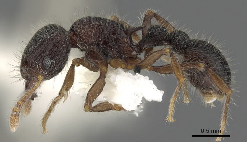 File:Tetramorium rugigaster casent0901105 p 1 high.jpg