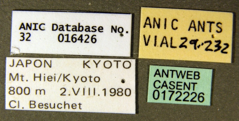 File:Amblyopone silvestrii casent0172226 label 1.jpg