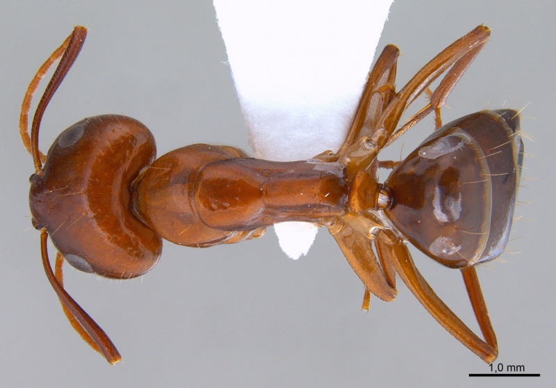 File:Camponotus shaqualavensis antweb1008057 d 1 high.jpg