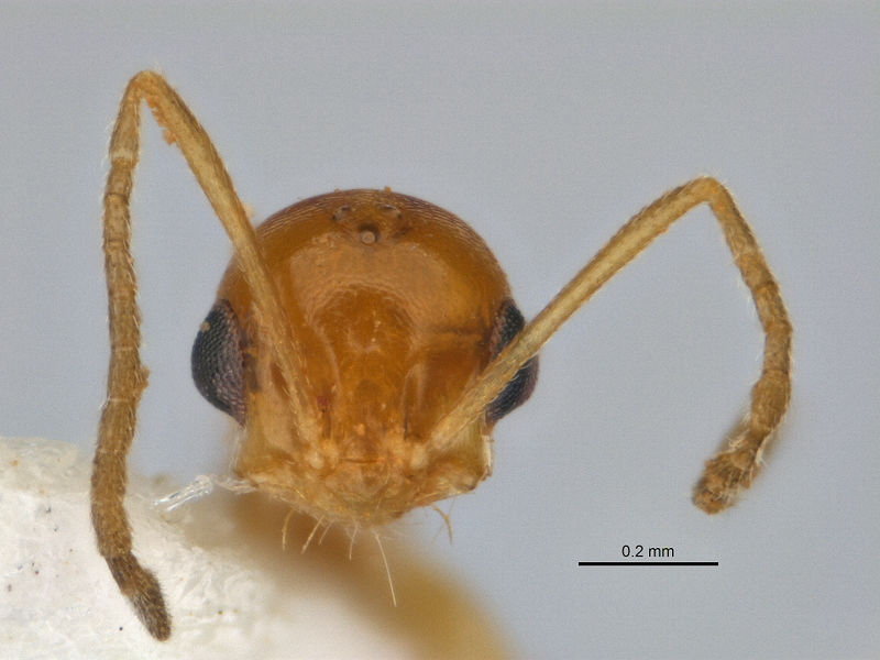 File:Melophorus pusillus minor head JDM32-004668.jpg