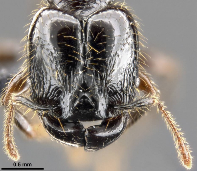 File:Pheidole allarmata casent0282797 h 2 high.jpg