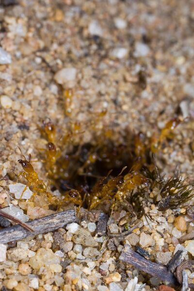 Pheidole antipodum (Farhan Bokhari) 3.jpg