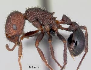 Pogonomyrmex naegelii casent0172677 profile 1.jpg