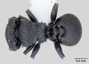 Cephalotes fiebrigi casent0173679 dorsal 1.jpg