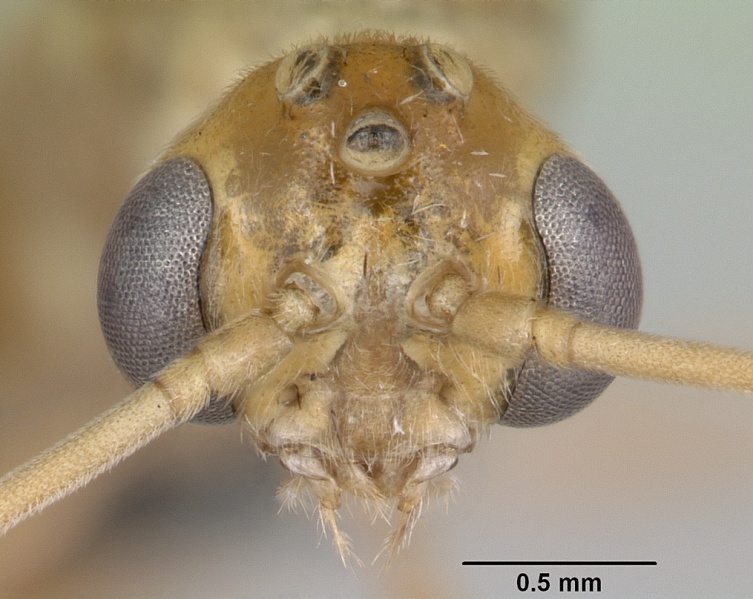 File:Odontomachus troglodytes casent0096412 head 1.jpg