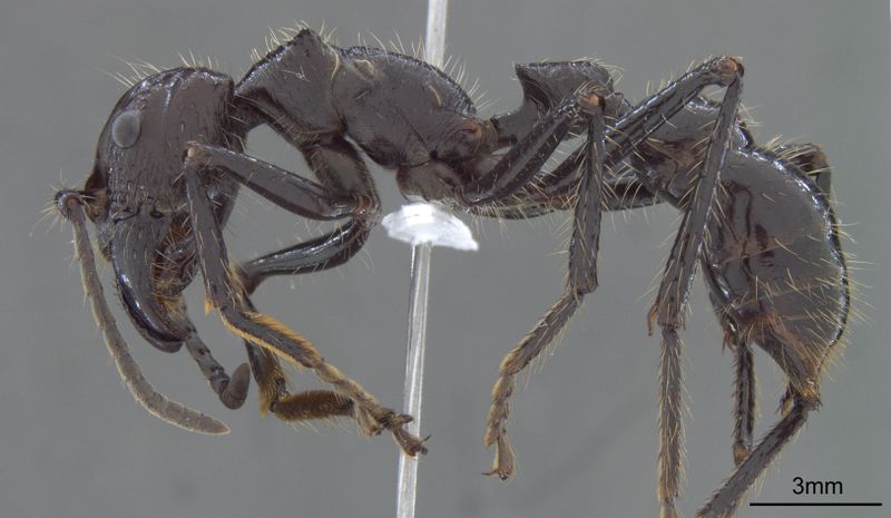 File:Paraponera Worker L Mônica Antunes Ulysséa.jpg