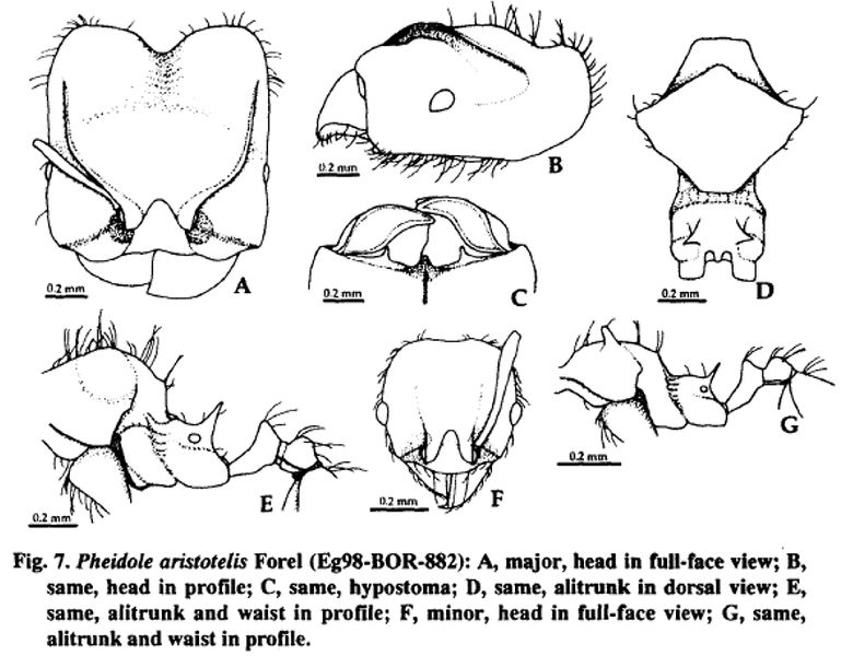 File:Pheidole aristotelis.jpg