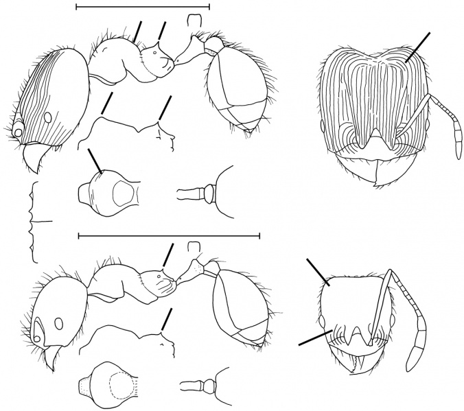 File:Pheidole borgmeieri Wilson 2003.jpg