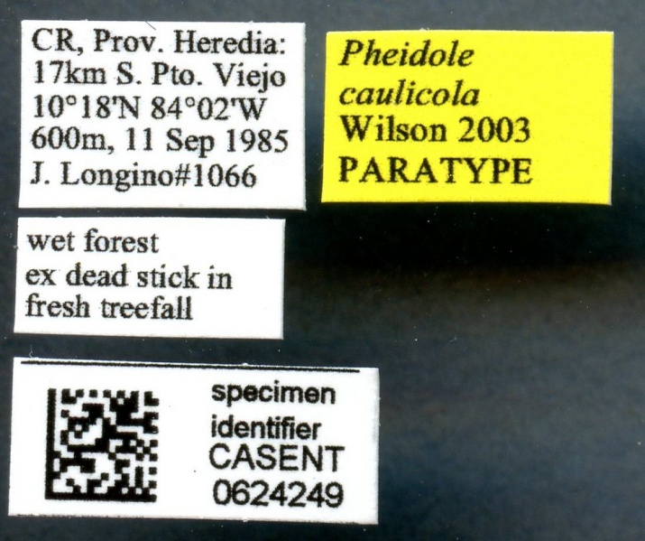 File:Pheidole caulicola casent0624249 l 1 high.jpg