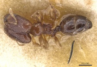 Pheidole nigritella casent0913734 d 1 high.jpg