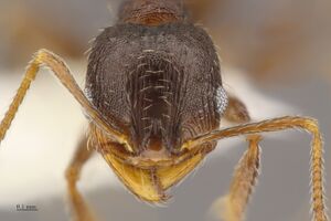 Pheidole senex worker hef.jpg