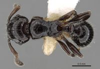 Tetramorium kakamega D casent0217062.jpg