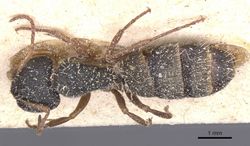 Camponotus orthodoxus casent0911846 d 1 high.jpg