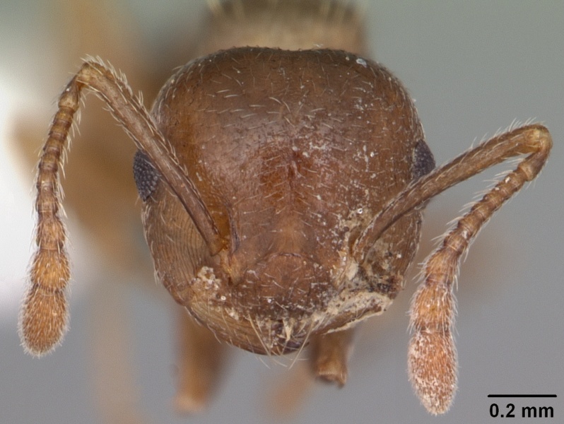 File:Crematogaster cerasi casent0103776 head 1.jpg