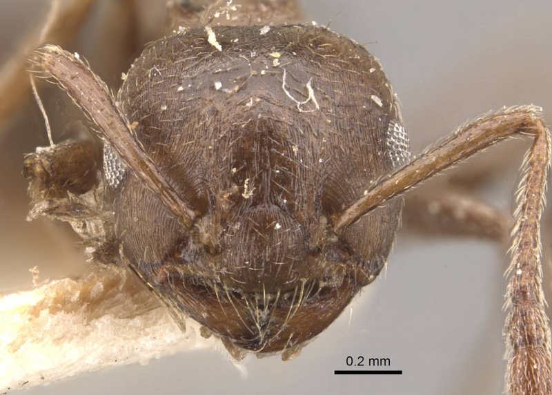 File:Crematogaster desecta casent0908573 h 1 high.jpg