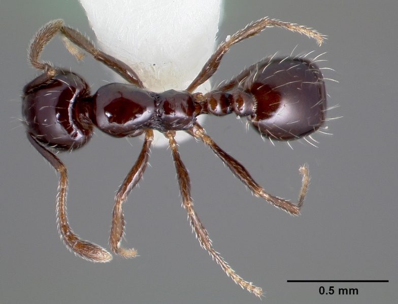 File:Monomorium ergatogyna casent0005781 dorsal 1.jpg