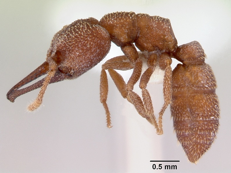 File:Mystrium camillae casent0172324 profile 1.jpg