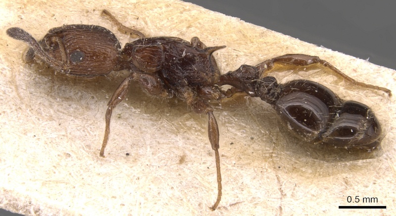 File:Nesomyrmex costatus casent0904728 p 1 high.jpg