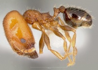 Pheidole creightoni casent0005757 profile 1.jpg