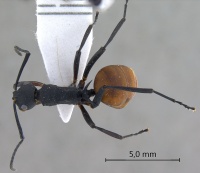 Polyrhachis-tristis-dorsal-am-lg-(1).jpg