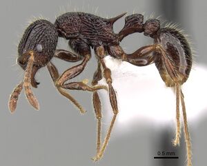 Tetramorium adamsi casent0247296 p 1 high.jpg