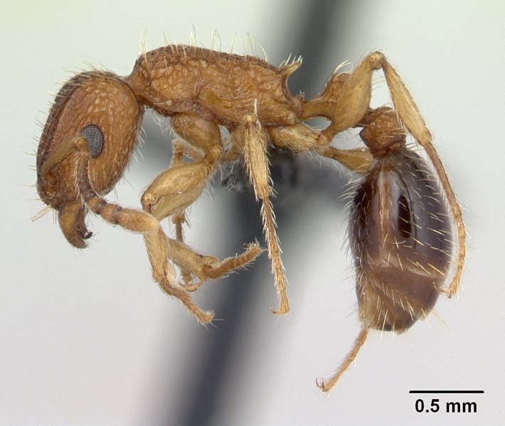 File:Tetramorium bicarinatum casent0059100 profile 1.jpg