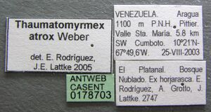 Thaumatomyrmex atrox casent0178703 label 1.jpg