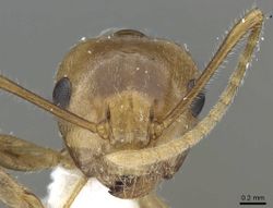 Camponotus micragyne casent0905900 h 1 high.jpg