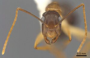 Camponotus tol antweb1008906 h 1 high.jpg