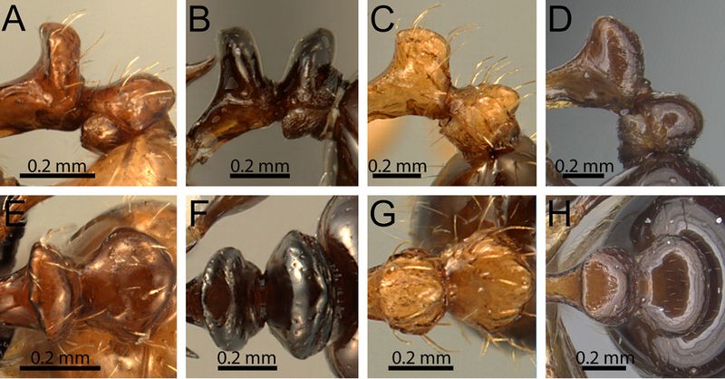 File:HGF2014 Tet Fig 2.jpg