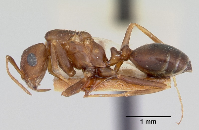 File:Monomorium pergandei casent0103382 profile 1.jpg