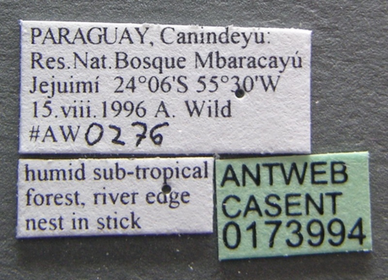 File:Nesomyrmex echinatinodis casent0173994 label 1.jpg