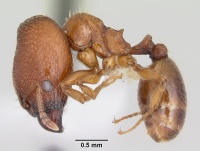 Pheidole hoplitica casent0104751 profile 1.jpg