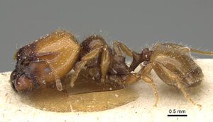 Pheidole weiseri casent0922387 p 1 high.jpg