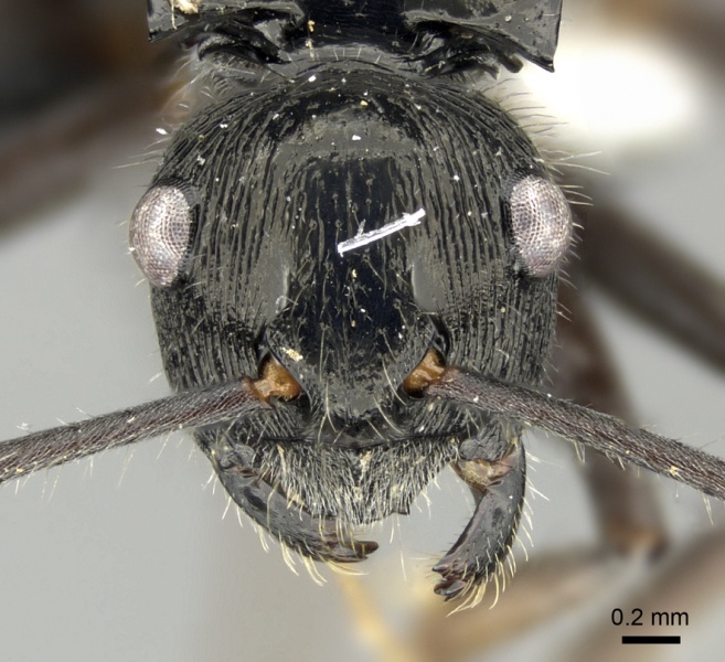 File:Polyrhachis kaipi casent0219719 h 1 high.jpg