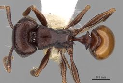 Tetramorium grandinode casent0280904 d 1 high.jpg