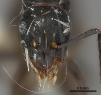 Camponotus darlingtoni casent0217640 h 1 high.jpg