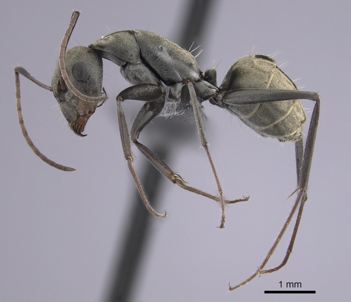 File:Camponotus flavomarginatus casent0264178 p 1 high.jpg