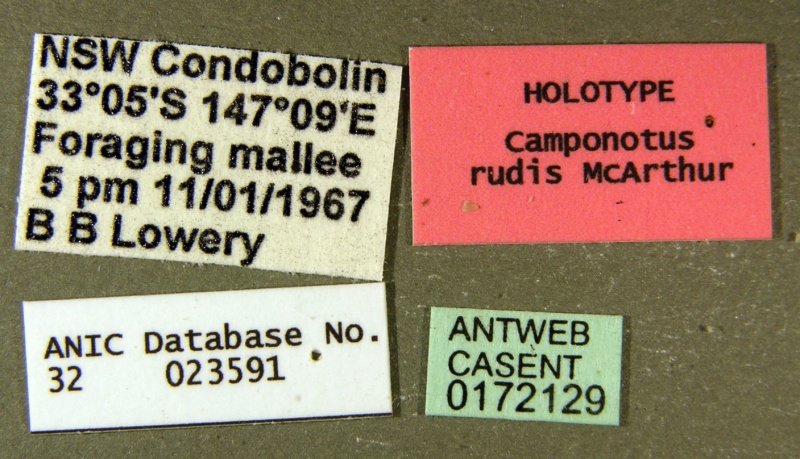 File:Camponotus rudis casent0172129 label 1.jpg