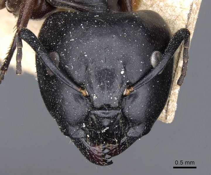 File:Camponotus sacchii casent0905796 h 1 high.jpg