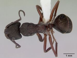 Camponotus whitei casent0172133 dorsal 1.jpg