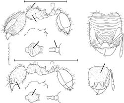 Pheidole pedana Wilson 2003.jpg